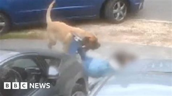 
Toddler dies after being attacked by stray dogs in Noida 
